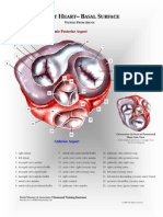 Adult Heart - Basal Surface