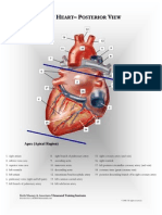 Adult Heart - Posterior View - PD