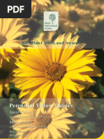 Yellow Daisies 04