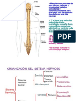 sistema endocrino 2