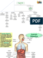 Aparato DigestivoO