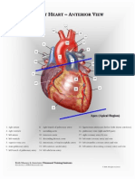 cardiac anatomy charts to help students understand the basic anatomy