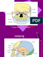 Anatomi Tengkorak