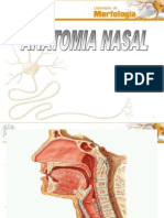 Anatomia Nasal