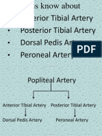 Anterior Tibial Artery, Posterior Tibial Artery, Dorsal Pedis Artery, Peroneal Artery