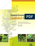 Banana Growing Guide Cavendish Bananas