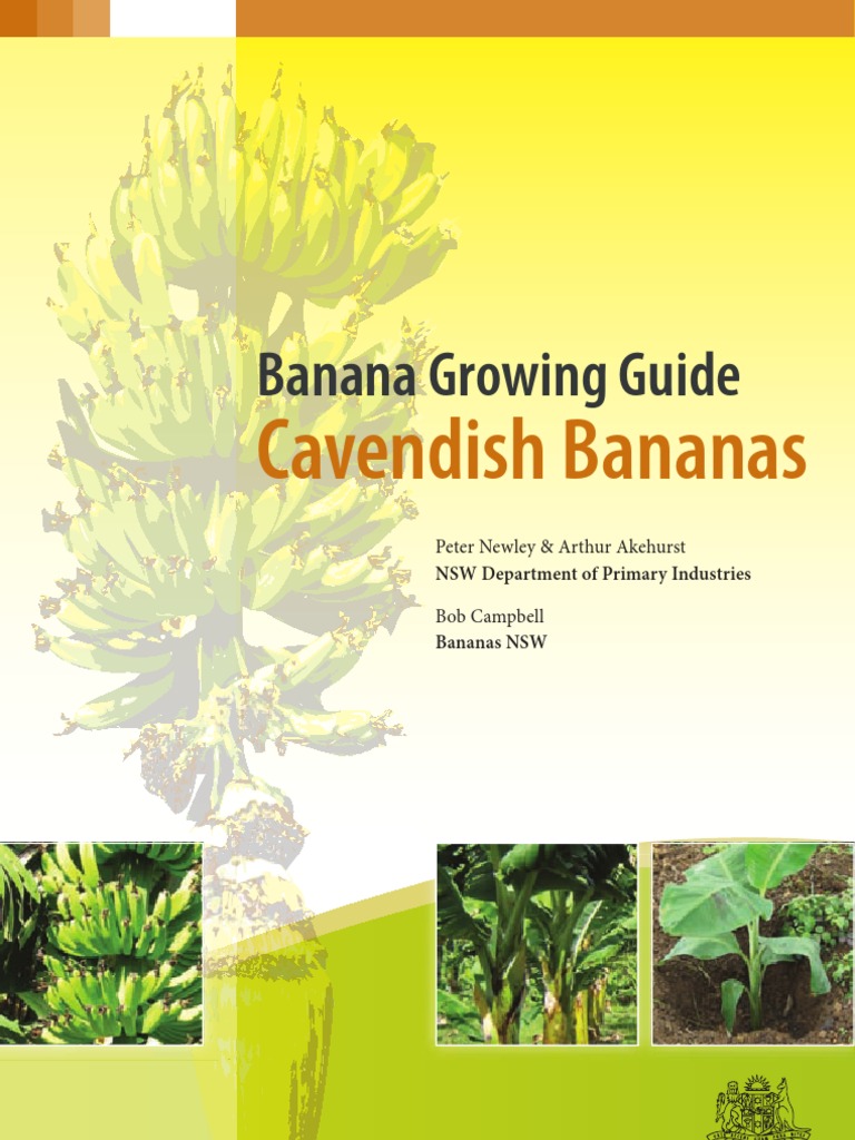 Banana Growing Guide Cavendish Bananas Fertilizer Banana