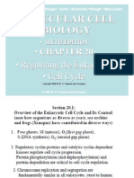 regulation of eucaryotic cell cycle