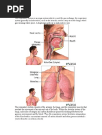 Respiratory Anatomy Physiology and Dse Definition