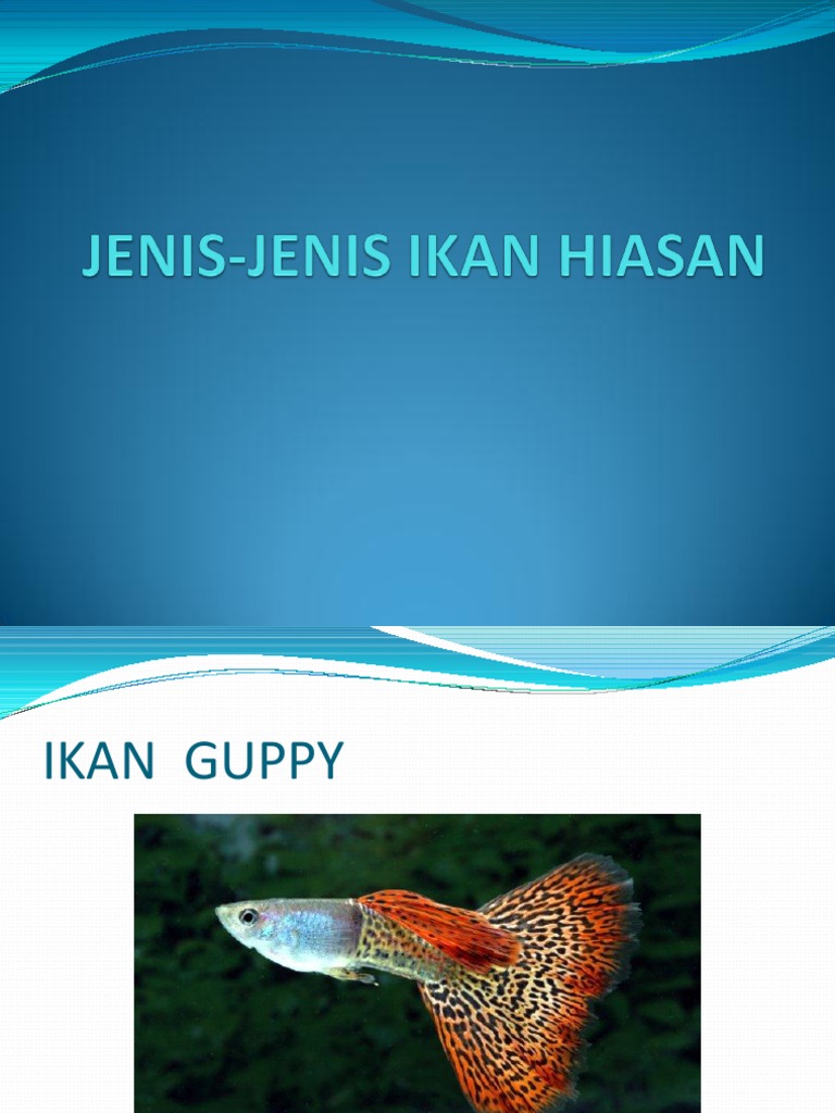  Jenis  jenis Ikan Hiasan 