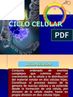 ciclo celular