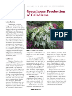 Greenhouse Production of Colorful Caladium Foliage Plants