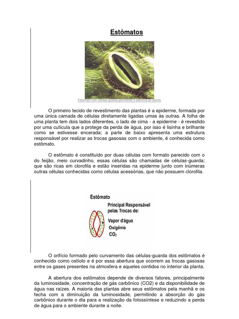 A estrutura e função dos estômatos nas plantas PDF Estoma Folha