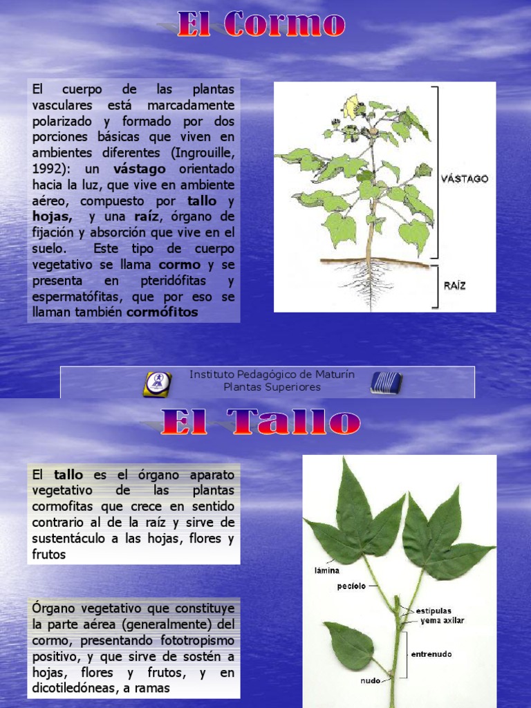 Estructura y Función del Tallo en Plantas | PDF | Tallo de la planta | Hoja