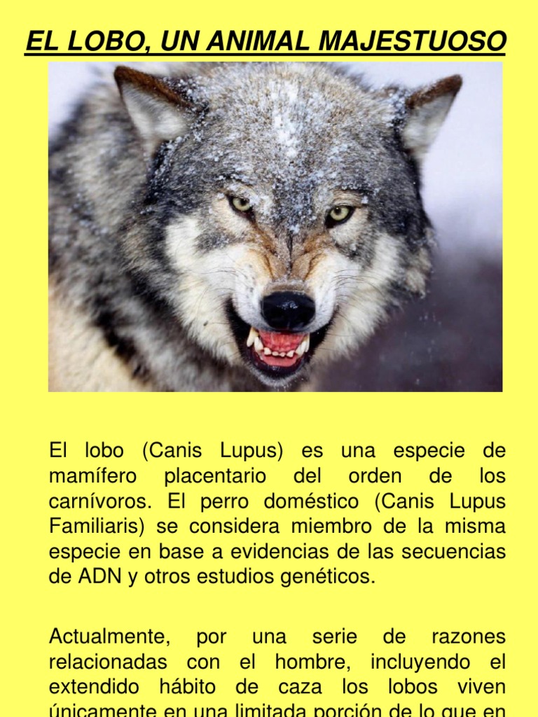 El Lobo, Un Animal Majestuoso | PDF | Lobo gris | Mamíferos