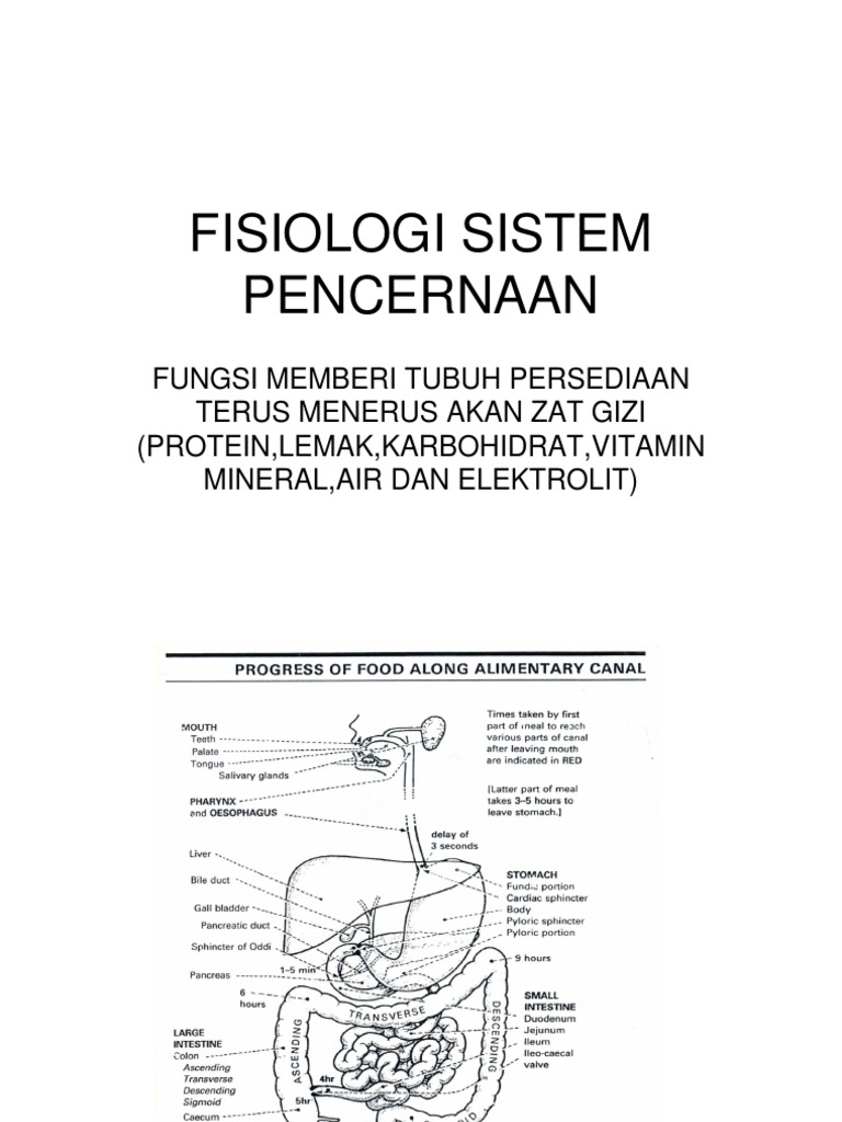 Gambar Fisiologi Sistem Pencernaan