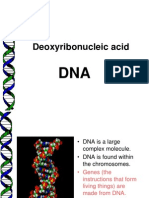 DNA Structure