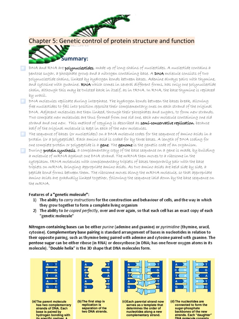 DNA and RNA: Structure and Function | PDF | Nucleotides | Nucleic Acid ...