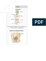 Sistema Endocrino