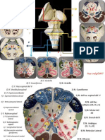 Cortes de Tallo Cerebral