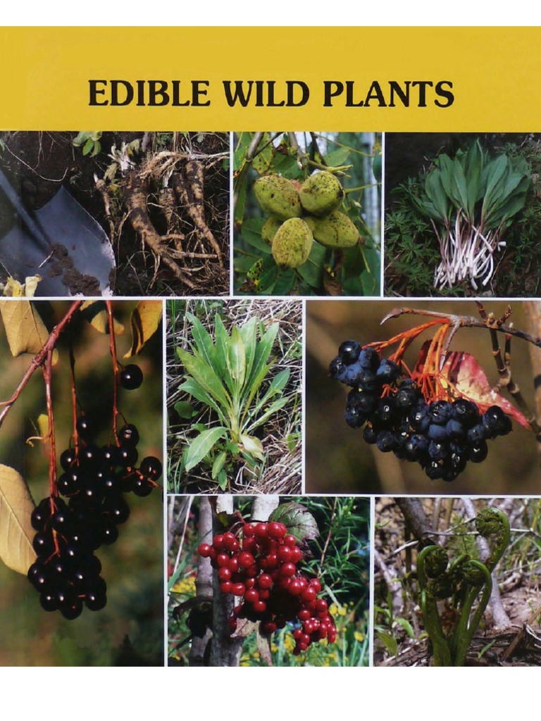 Edible Wild Plants | PDF | Strawberry | Berry