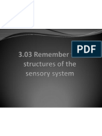 3 03 remember the structures of the sensory system