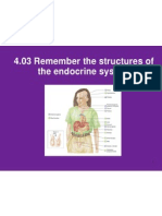 4 03 remember the structures of the endocrine system 
