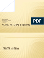 Anatomia de Venas Arterias y Nervios