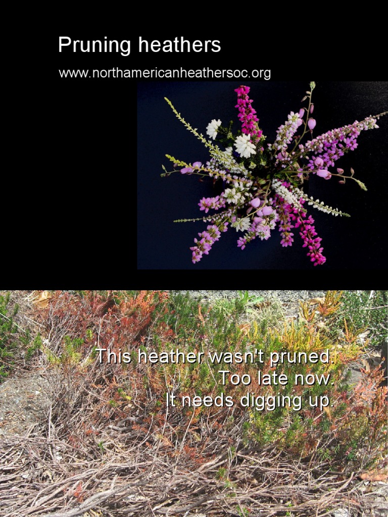 North American Heather Society Heather Pruning
