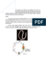 ANKILOSTOMIASIS