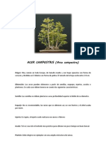 Ficha de Mantenimiento - Acer Campestris