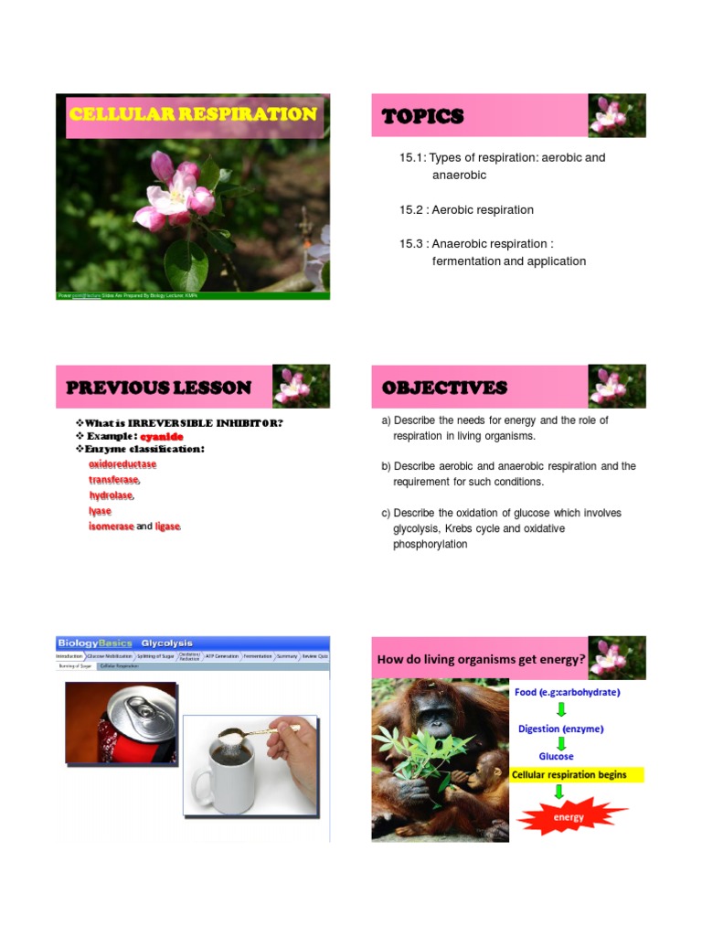 Chapter 15 Cellular Respiration 1 | PDF | Cellular Respiration ...