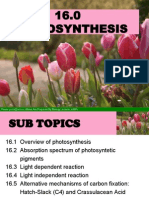 Photosynthesis Hour 1