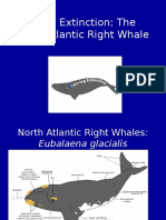 Download Face-Ing Extinction PPt by Face-ing Extinction The North Atlantic Right Whale SN119628274 doc pdf