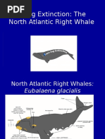 Download Face-Ing Extinction PPt by Face-ing Extinction The North Atlantic Right Whale SN119628274 doc pdf