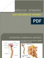 Maduva Spinarii