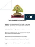 Ficha de Mantenimiento - Acer Buergerianum