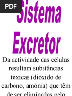 Sistema Excretor