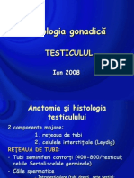 patologie testiculara 2008