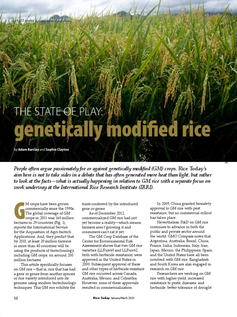 GM Rice Research at IRRI: Advances & Trials | PDF | International Rice ...
