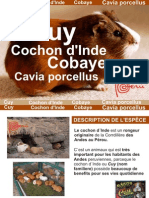 Cochon D'inde: Cobaye