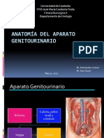 Anatomia Genitourinaria