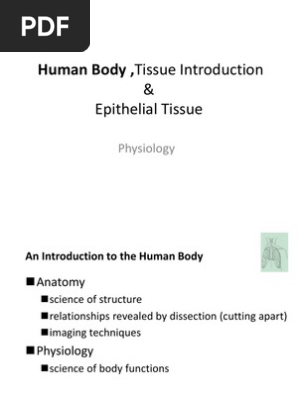 Human Body