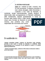 Il Sistema Muscolare Mia Proposta Di Sintesi