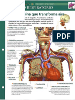 Aparato Respiratorio