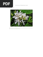 Download Cafe de Civeta Kopi Luwak by Juan Palacio SN120183838 doc pdf