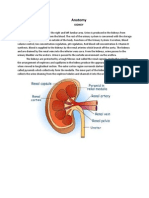 Anatomy CKD 