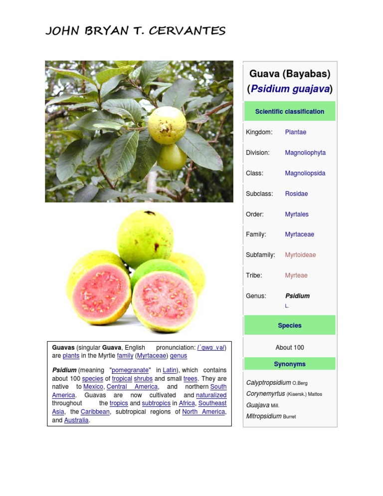 Guava: Classification and Family Details | PDF | Home & Garden