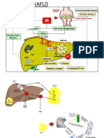 Patogenesis NAFLD