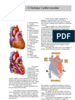 Anatomia